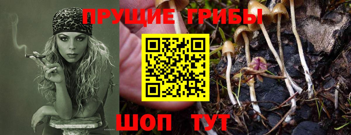 Галлюциногенные грибы Psilocybe  Вход с VPN  Рязань 